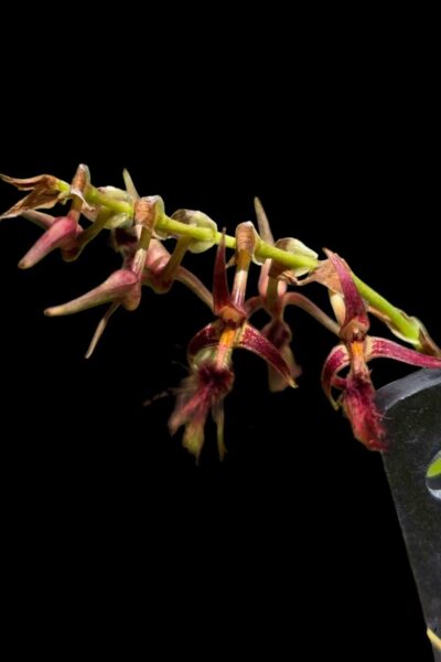 Home - Bulbophyllum barbigerum