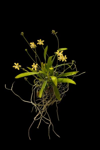 Home - Thrixspermum hystrix