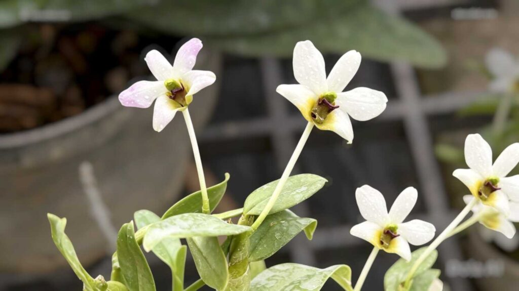 Home - Home orchid from
