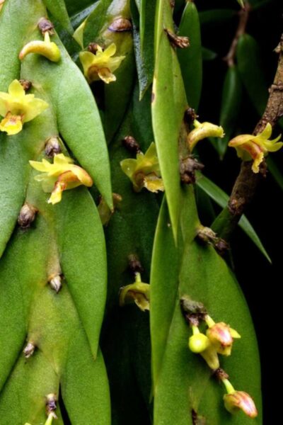 Dendrobium keithii