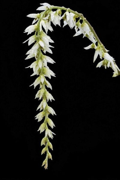 Bulbophyllum hirtum,