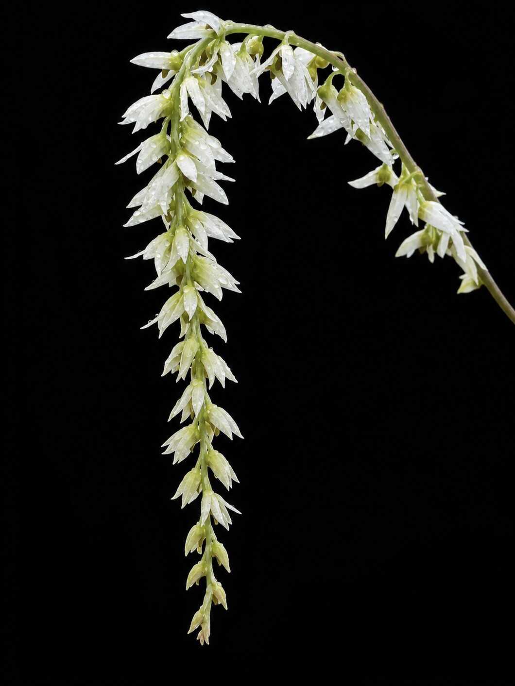 Bulbophyllum hirtum (Blooming Size) - Bulbophyllum hirtum,