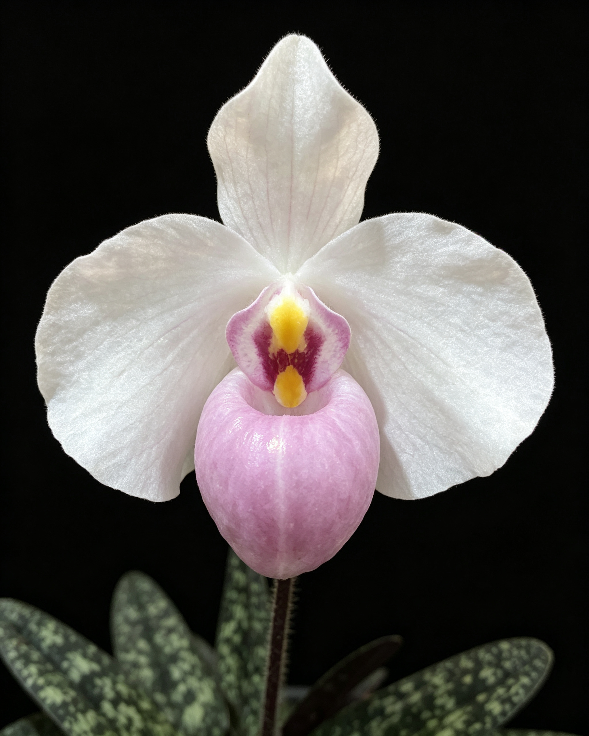 Paphiopedilum delenatii