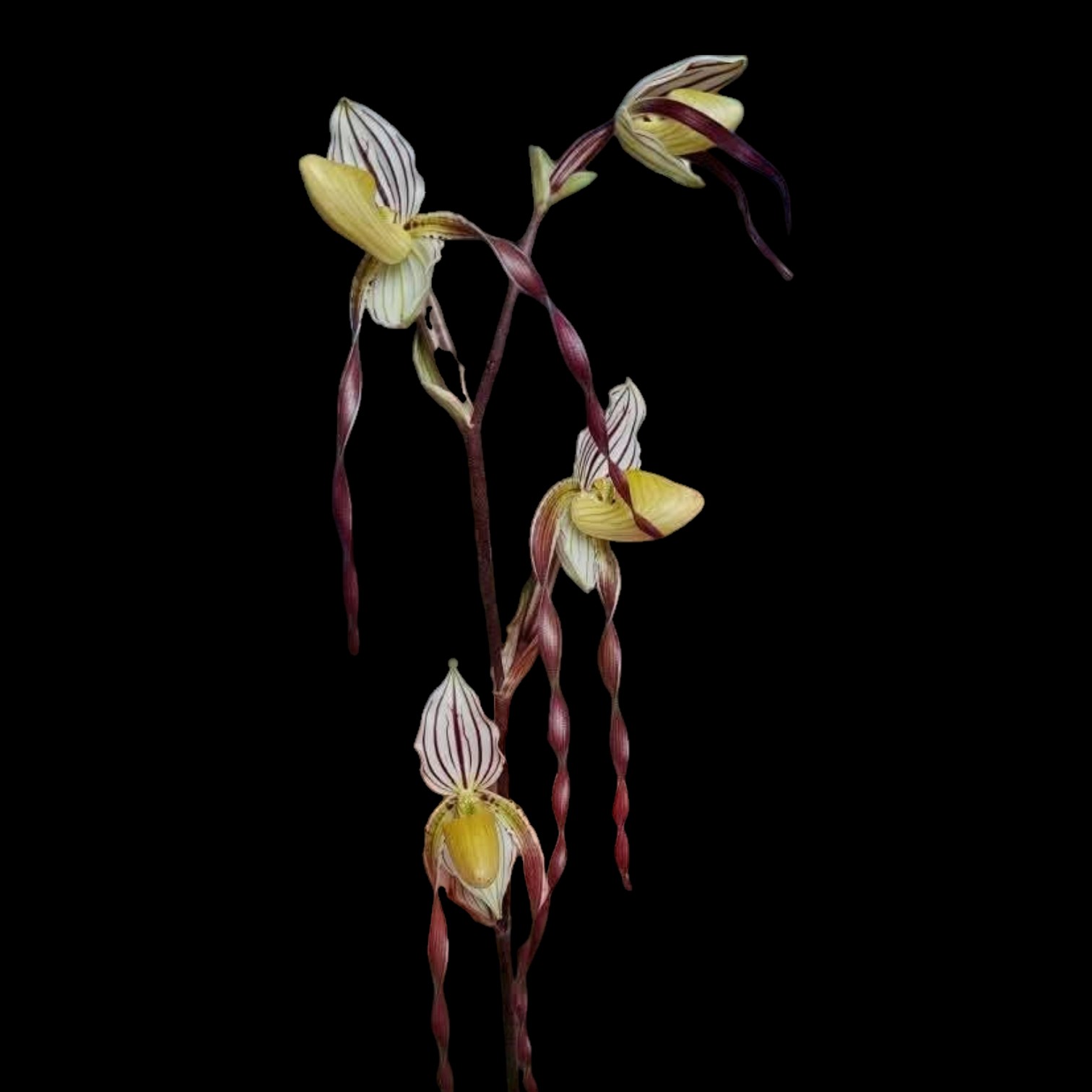 Paphiopedilum philippinense