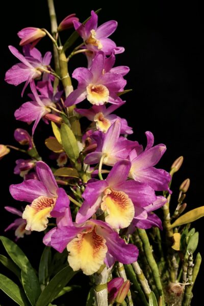 Dendrobium nobile 'Nampuka'
