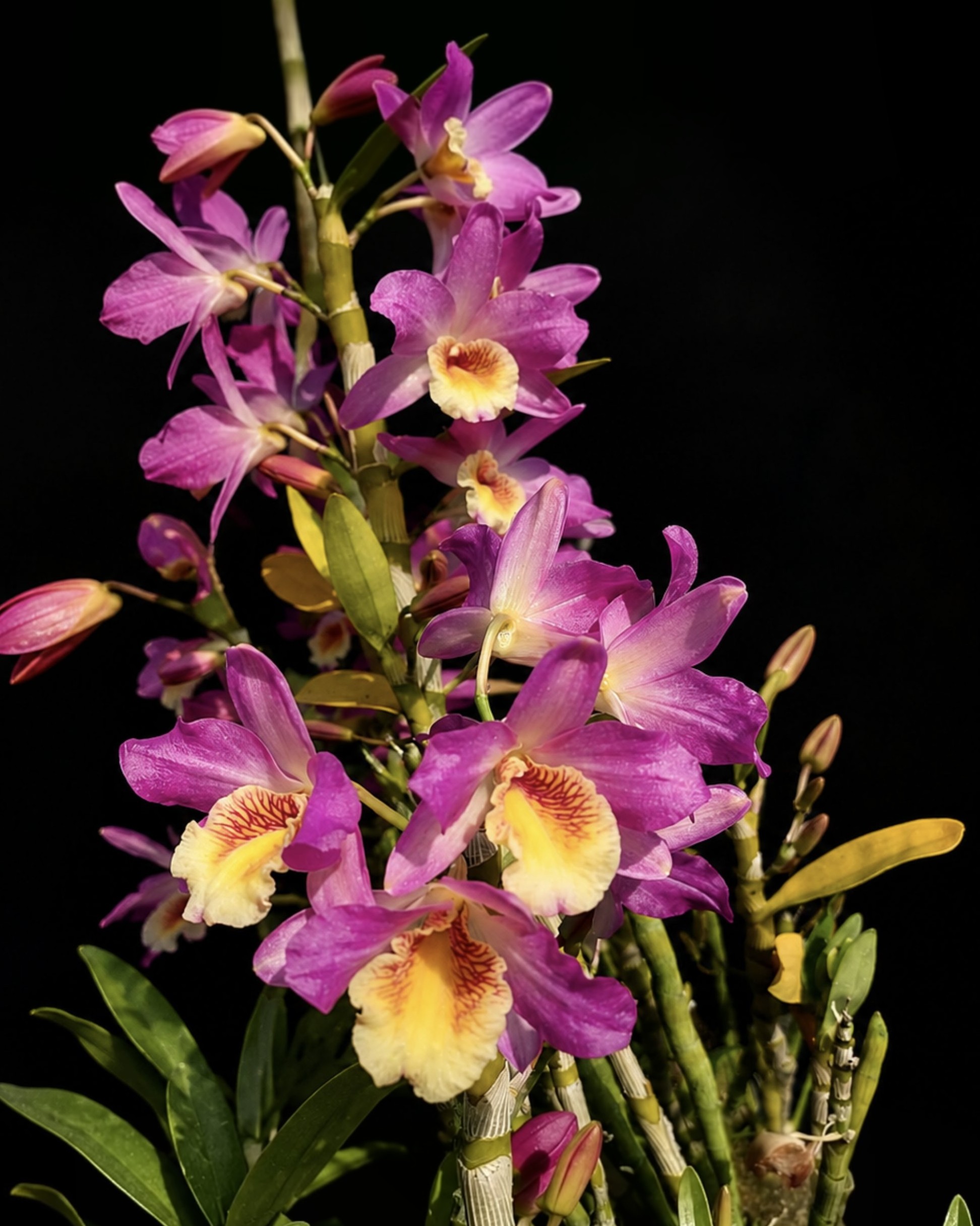Dendrobium nobile 'Nampuka' - Dendrobium nobile 'Nampuka'