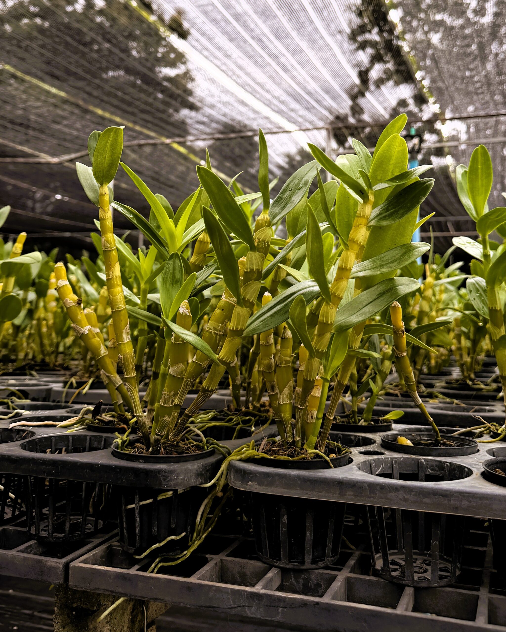 Dendrobium nobile 'Nampuka' - Dendrobium-Nobile-Numpuka