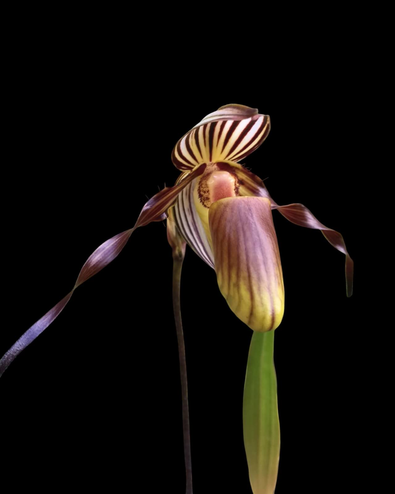 Paphiopedilum rothschildianum